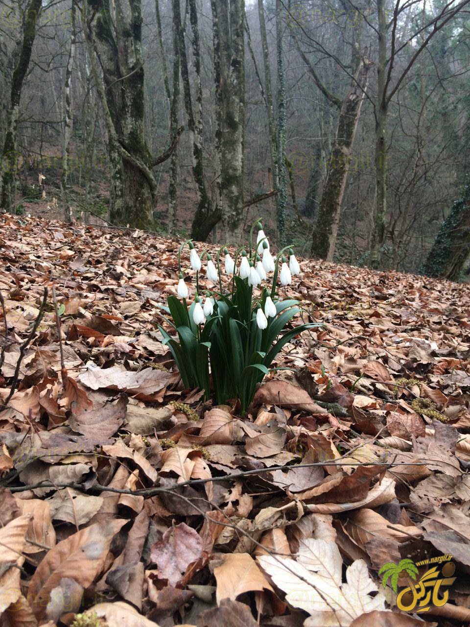  Galanthus transcaucasicus Fomin